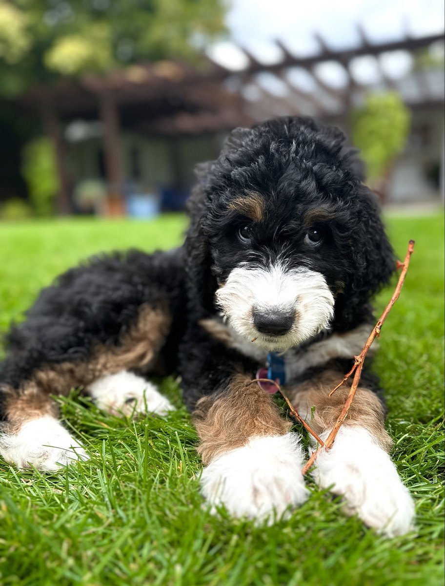 10 weeks old and a long way yet from growing in those paws! #puppy #BernaDoodle #dog