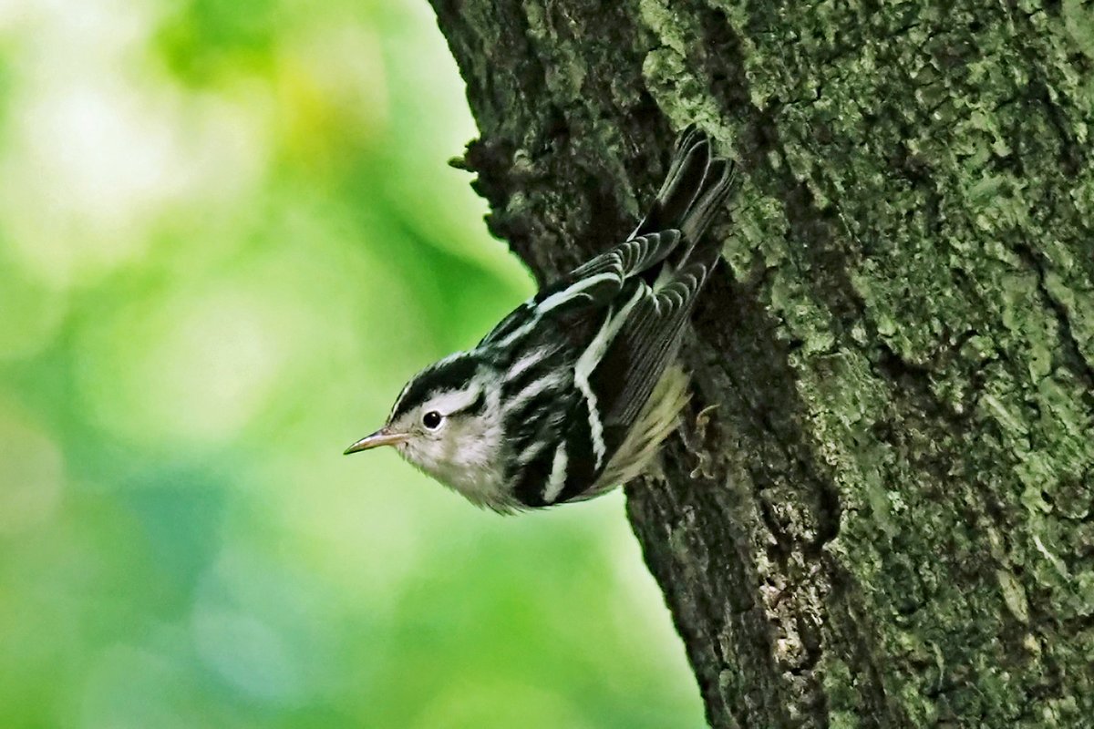 eckholm's tweet photo. I never tire of the black-tie elegance of the Black-and-white Warbler.  Central Park https://t.co/WZ4cAXUOYo