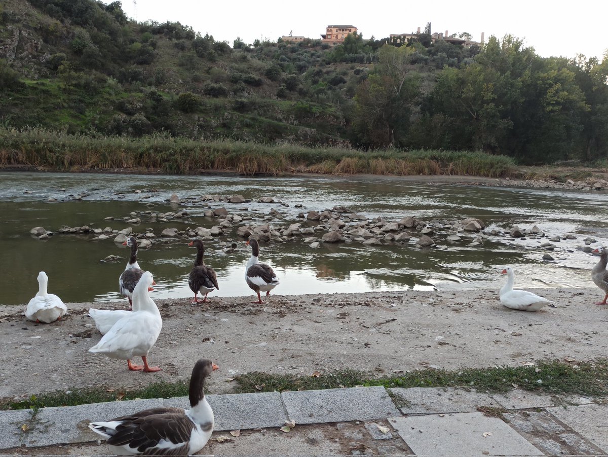 Ya no es necesaria la barca para cruzar
#RíoTajo #Toledo