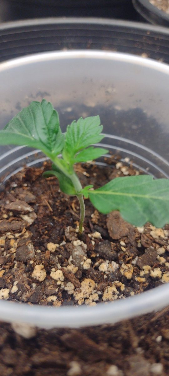DjVisionaire's tweet photo. π Always be planting Seeds! π±
Moved the Energy Efficient 300 watt @MarsHydroLight #Tsw2000 into the 2x4 #AllinOneGrowKit π‘βΊππ¨
#CannabisCommunity #growyourown #MarsHydroTsw2000 #MondayMotivation #Mmemberville #CannaLand #WeedMob #StonerFam #420community #cannabis #Growmies https://t.co/oD7kX5wLAT