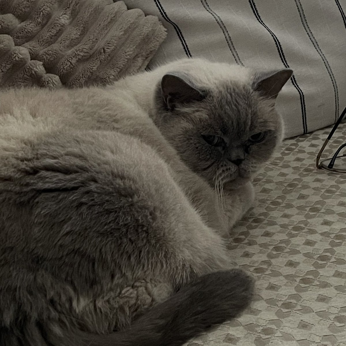 ObsessedEst's tweet image. 😠