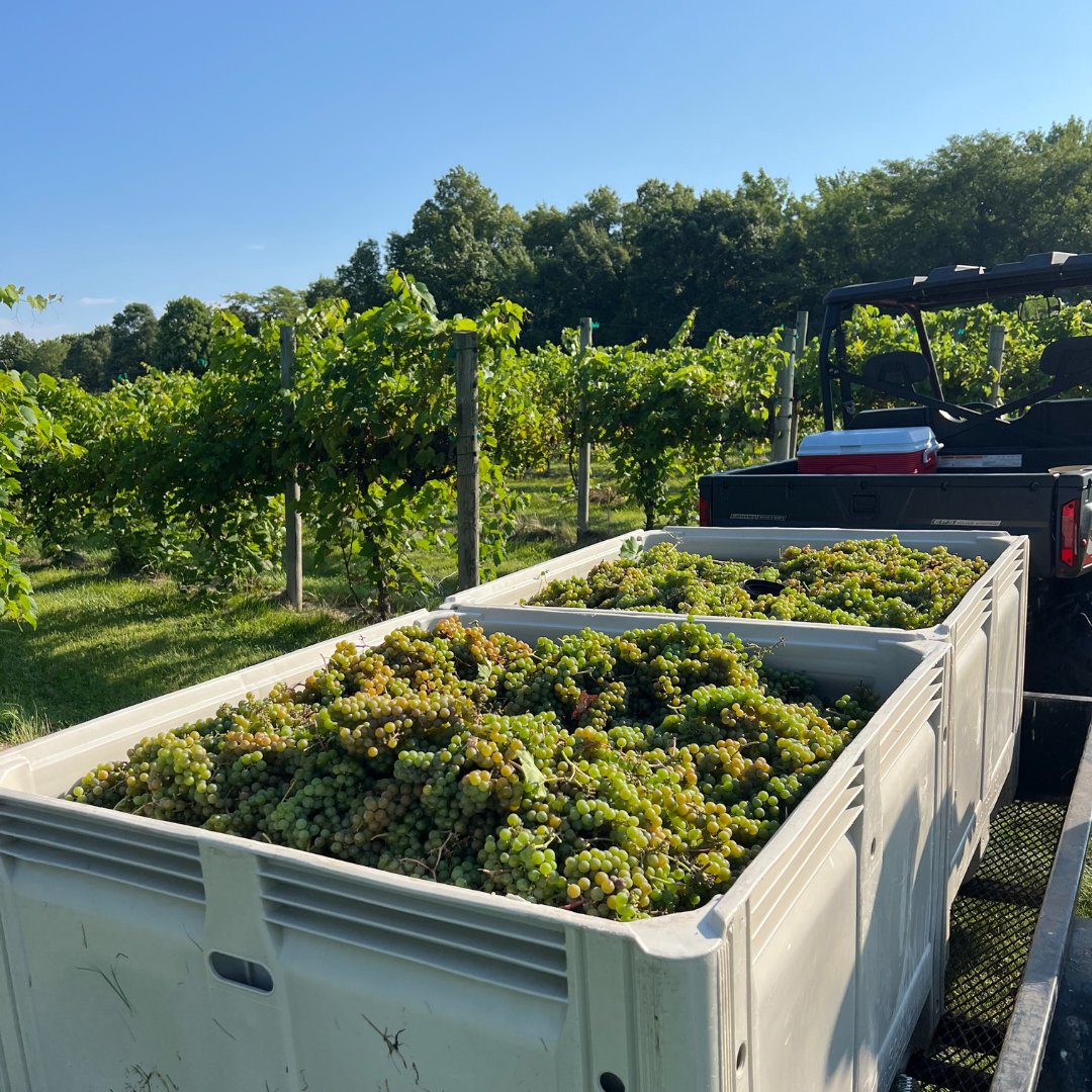 SparklingCo's tweet photo. Let's start off the week on a 𝒈𝒓𝒂𝒑𝒆 note!🍇

#wine #winelover #mondaymotivation https://t.co/Ara5nrucrY