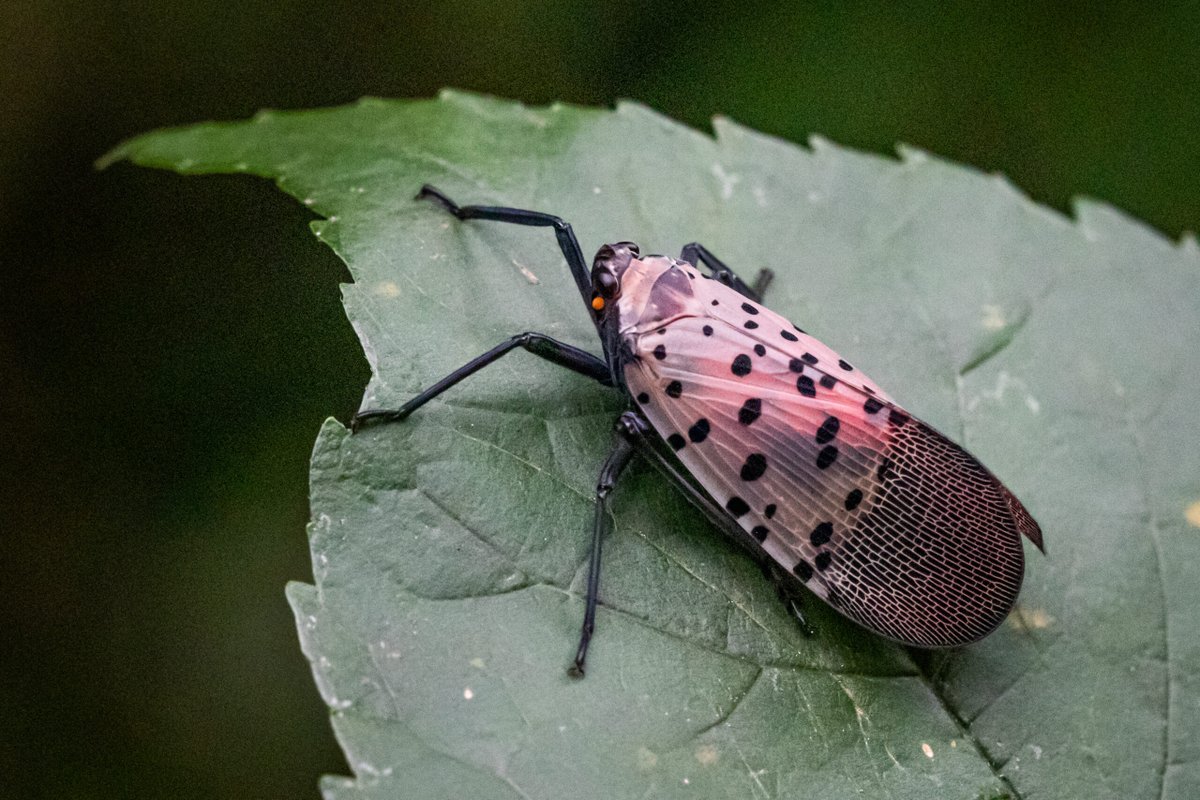 The Borough of Oakland has announced targeted spotted lanternfly treatments on or about Wednesday September 27, 2023. For the full schedule, please visit oakland-nj.org/home/news/boro… #OaklandNJ
