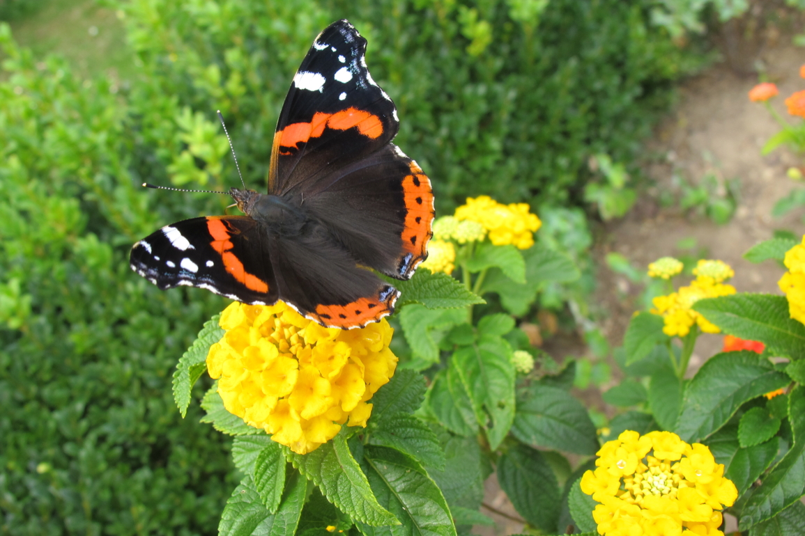 BuchTill's tweet photo. @A_Haselboeck Da bin ich verwundert, in meinem Garten und der ländlichen Umgebung im Südwesten Braunschweigs (#Geitelde) ist in diesem Jahr - und auch sonst - oft der Admiral ein häufiger Edelfalter. Habe gerade in letzter Zeit an Efeublüten und auf Fall-Pflaumen zahlreiche Admirale gesehen. https://t.co/yrWBaFULzY