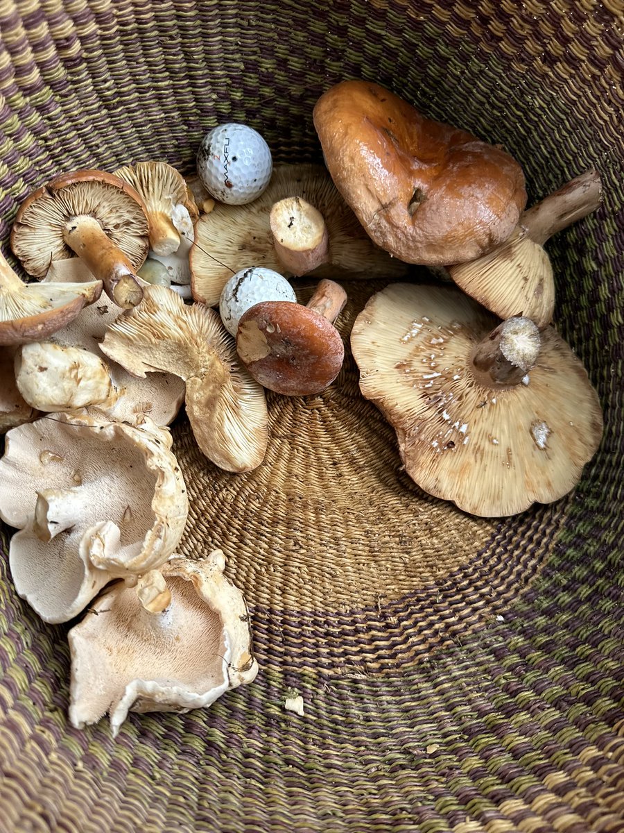 Some nice hedgehogs today.  This is the year of the hedgehog for me.