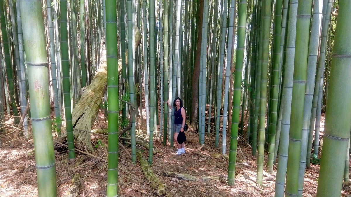 jug_team's tweet photo. 🌿 Lost in the bamboo jungle! 🌿 Turns out, bamboo forests are nature's mazes. 🍃 I may have missed National Bamboo Day, but I've certainly found my way to some leafy adventures! 🧐🌱 #BambooAdventures #Vicksburg #NatureMaze #WorldBambooDay https://t.co/ABayZKezUd