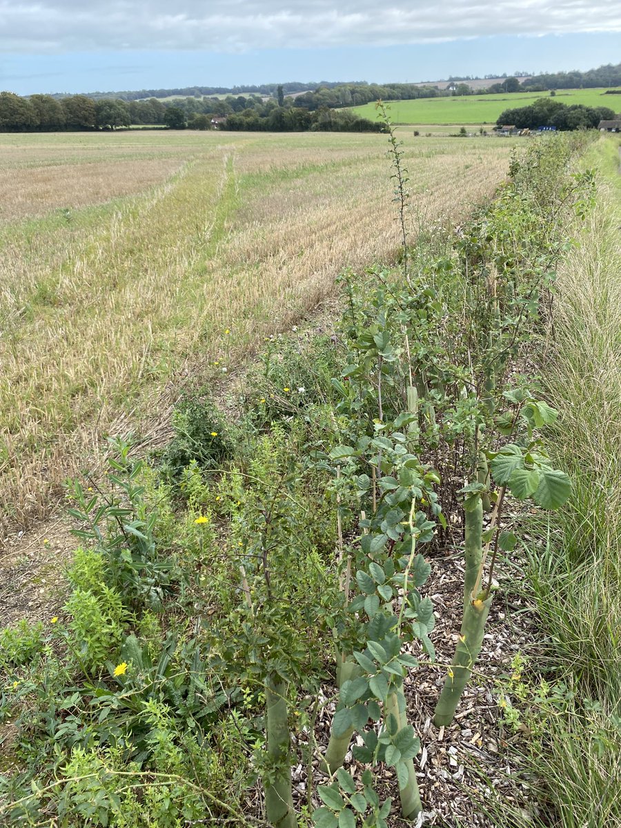 Nonington Farms tweet media