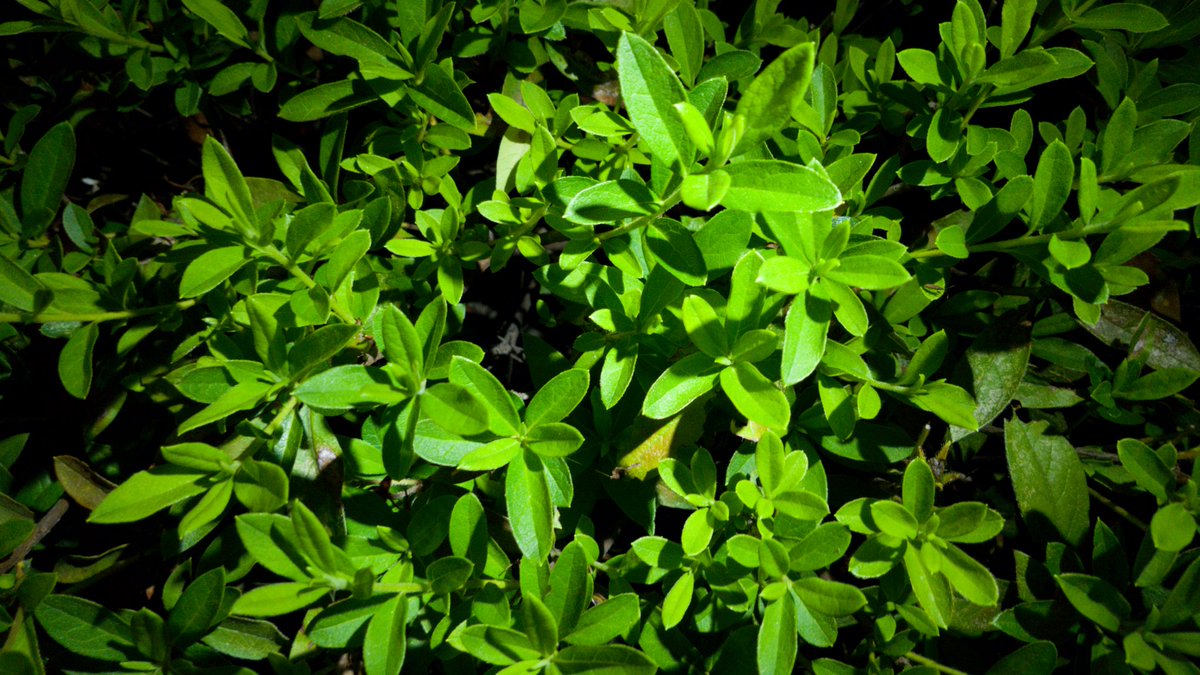 ForMySoliloquys's tweet photo. #plants Greenery on the roadside makes my  mind so peaceful.🌛 https://t.co/aK8UAngsZv