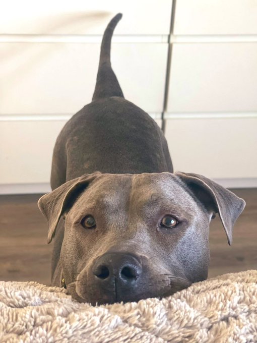We all have that friend or family member who love bombs their pets way too much &amp; its so embarrassing<a href="/tag/avn"class="tags"><span>#avn</span></a>