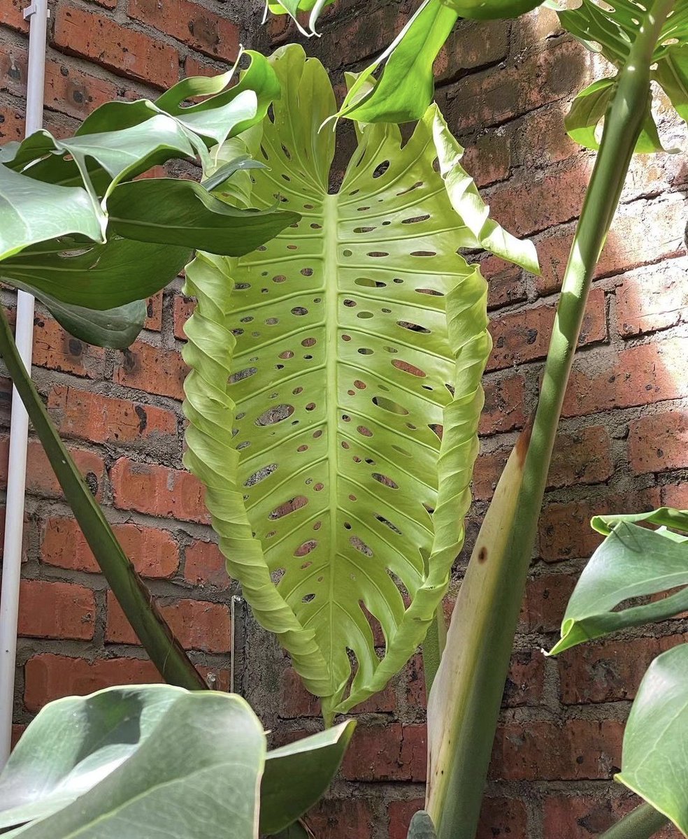 philodendron 'pink princess' 4