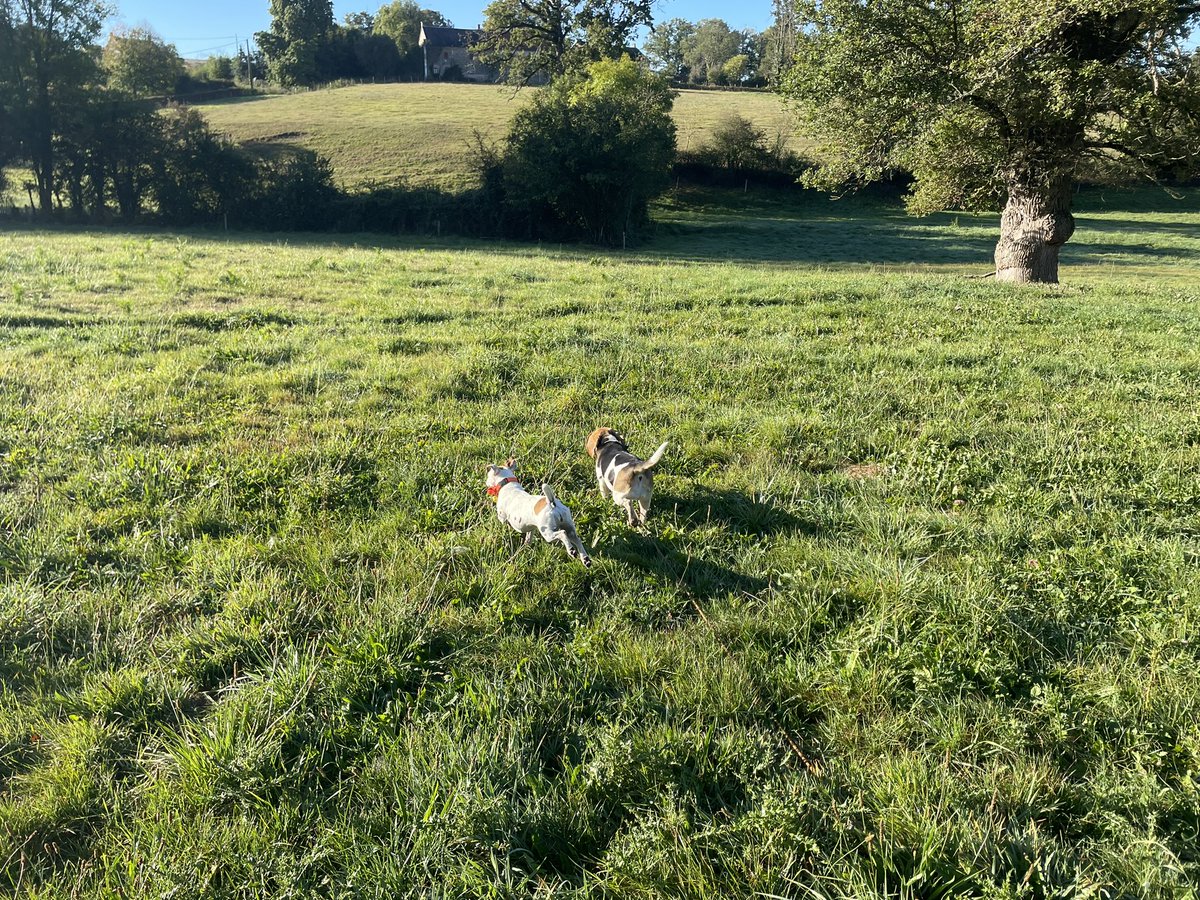 #beagle #beaglelove #beaglemania #beaglestyle #beaglegirl #beaglesoftiktok #beaglepuppy 

#jackrussell #jackrussellterrier #jackrusselllove #jackrussellmania #jackrussellstyle #jackrussellgirl