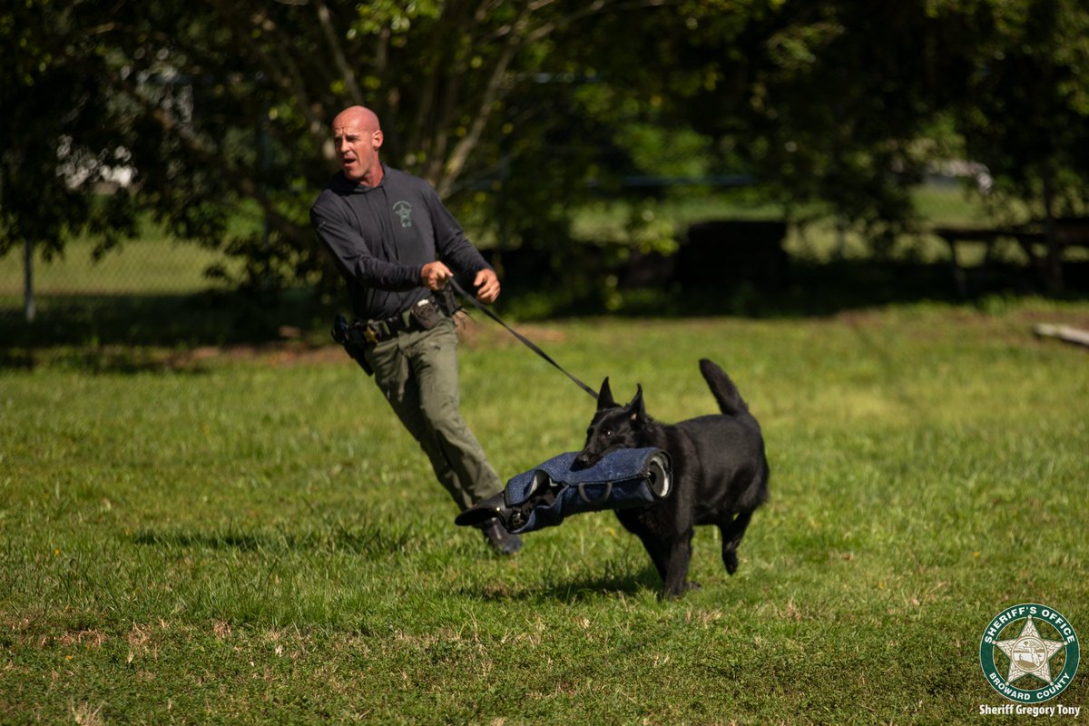 browardsheriff's tweet photo. Meet our newest four-legged heroes. These paw-some K9s swore to serve, protect and sniff out crime to keep Broward County safe. Congratulations to the deputies and their K9 partners. #K9Graduation #PawsofJustice #NewHeroesonthebeat #k9 #lawenforcement https://t.co/XNRCR46FT2
