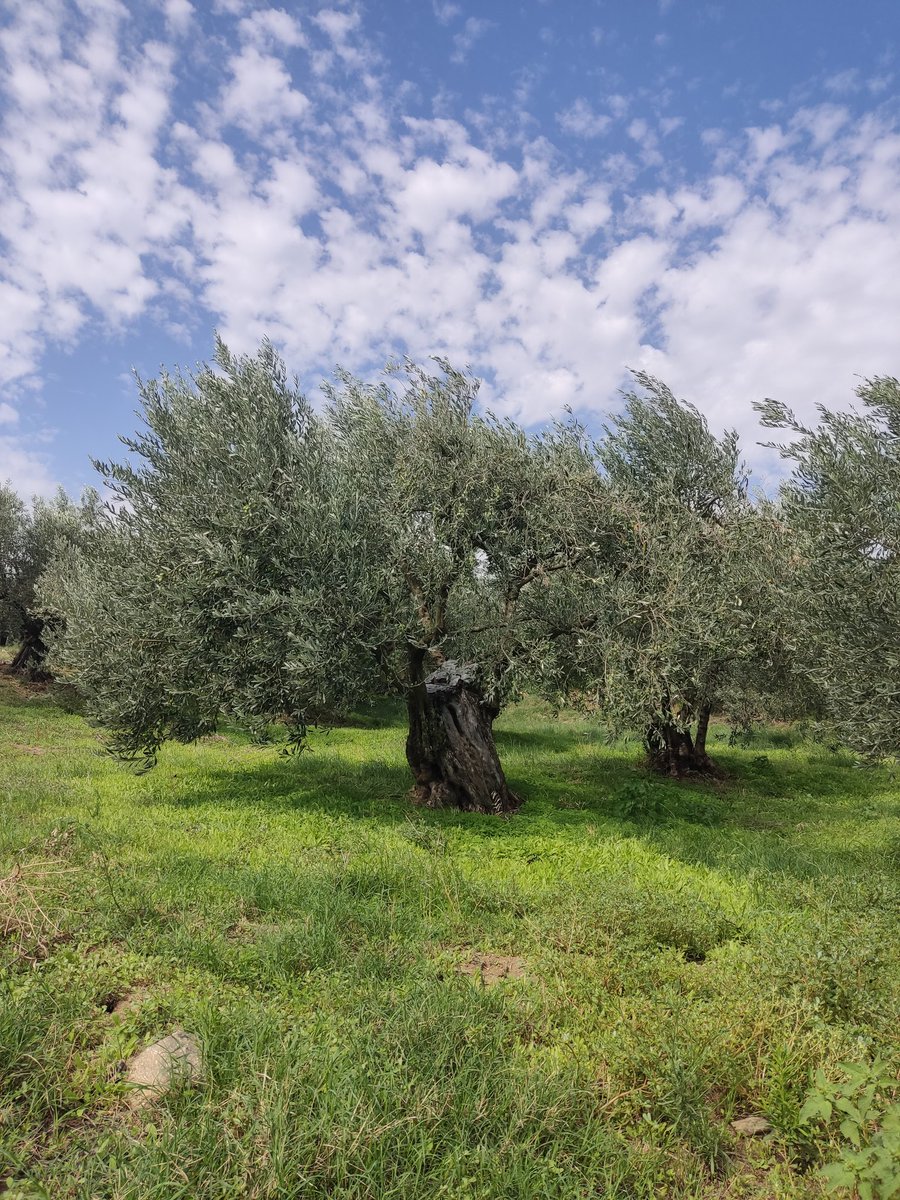 Olea europaea. 
✳️Resilience and Strength lessons.✳️

#αναγεννητικήγεωργία 
#βιοποικιλότητα 
#ισορροπία