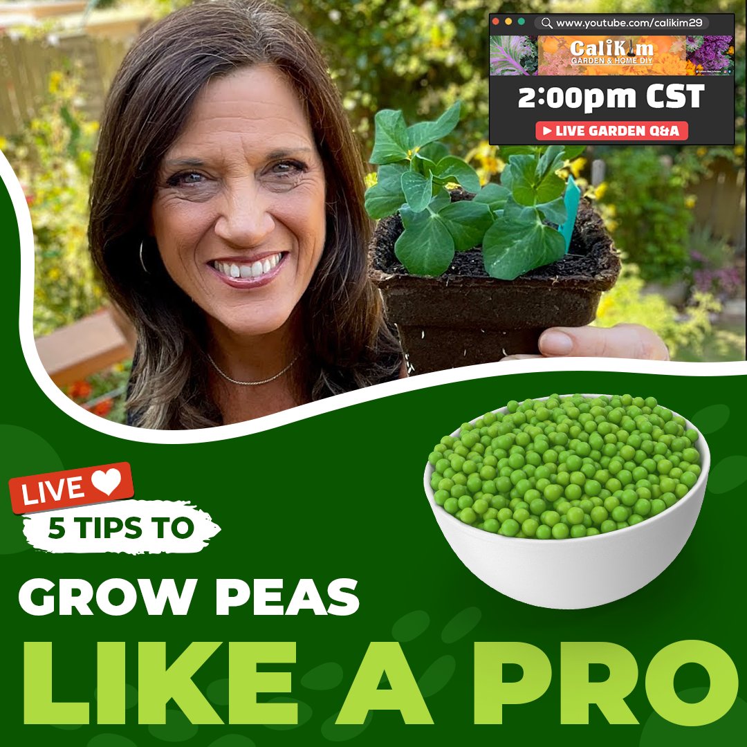 Join <a href="/CaliKimGarden/">CaliKim</a> for a garden livestream today at 2:00 PM CST!

This week's topic: Peas, Please! 5 Tips to Grow Peas Like a Pro 🫛🫛

Grab your notebooks and get ready to learn! We’re live in the chat: youtube.com/watch?v=CmlKhH…

#smartpot #calikimgarden #smartpots #livestream