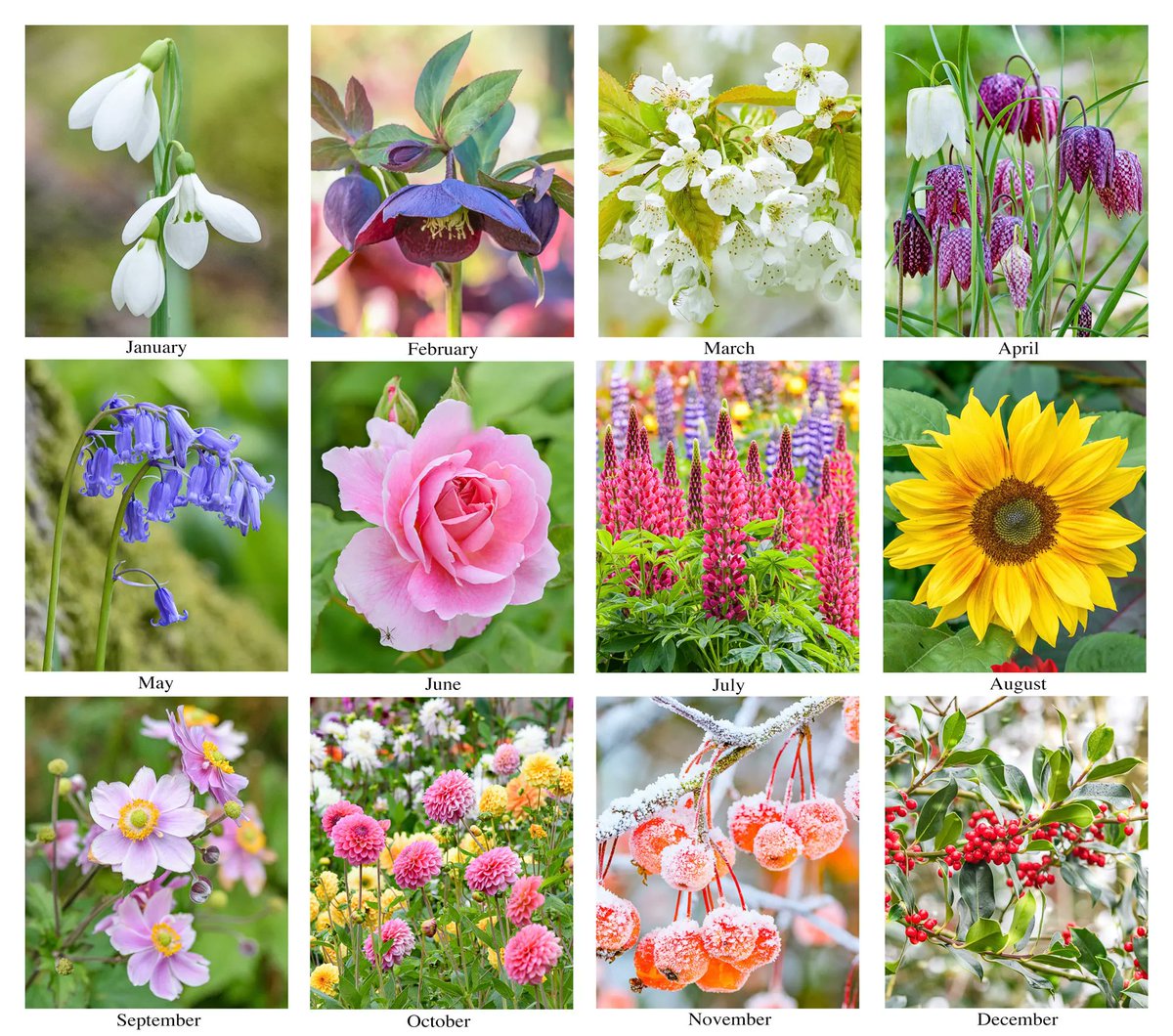 VenetiaJane's tweet photo. I have spent today choosing images that I hope to use for my 2024 calendar. I hope you like them! #DailyBotanicalBeauty #flowers #photography #nature https://t.co/raJ5SobiTT