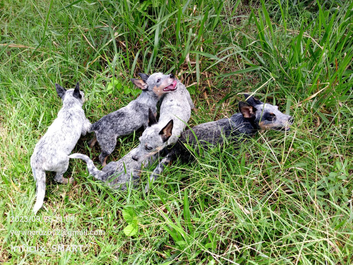 chisco_07's tweet photo. Gente de Costa Rica: tenemos 5 perritos pastor australiano para regalar. Están en Bajamar (cerca de Orotina). Más info al DM. RT PORFA. https://t.co/abnLoHHQNk