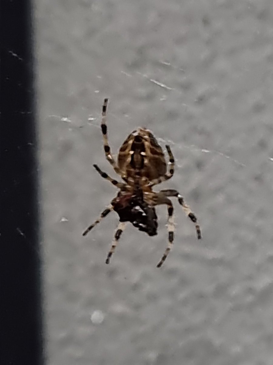 cathalred88's tweet photo. @BirdWatchIE any idea what type of spider this is in Enniscorthy Co Wexford? About the size of a 10-cent coin. https://t.co/uAMufWa3q0