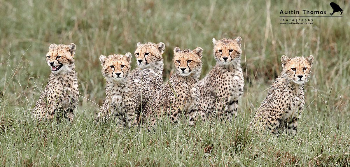 Austin Thomas (@austintphoto) on Twitter photo Six #Cheetah cubs to clutter your timeline 🤷♂️💙
Don’t work with animals or children they said 🙈
Enjoy your evenings wherever you may be…
#Canon <a href="/CanonUKandIE/">Canon UK and Ireland</a> #safari #Wildlife Six #Cheetah cubs to clutter your timeline 🤷♂️💙
Don’t work with animals or children they said 🙈
Enjoy your evenings wherever you may be…
#Canon <a href="/CanonUKandIE/">Canon UK and Ireland</a> #safari #Wildlife
