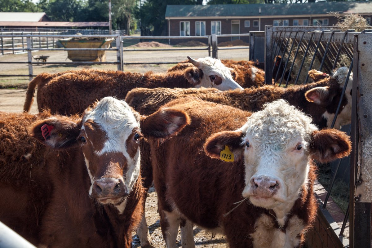 Wanted: Researchers to study alternative solutions to #AMR in ruminants and aquaculture. Register for the Q&amp;A #InnoVet-AMR #AntibioticResistance. Apply by October 30, 2023.

bit.ly/3ZjGEt3