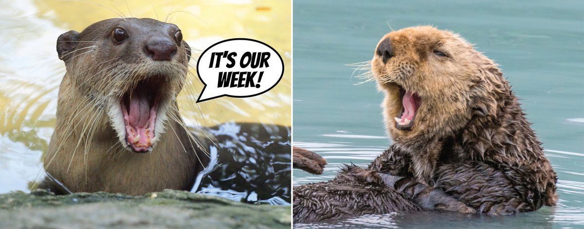TheNHES's tweet photo. The last week of September is Sea Otter Awareness Week, highlighting an adorable species that plays a vital role in our ecosystem. https://t.co/XnA39LC4P9
