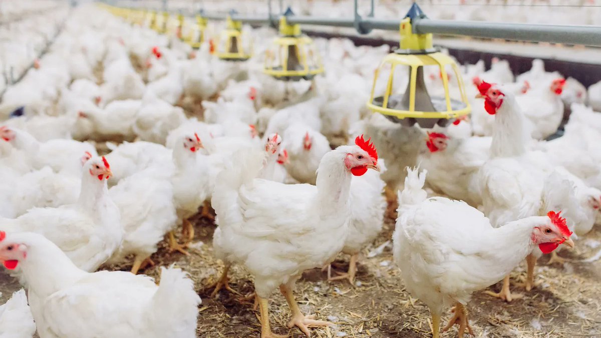 BioMADE (@thebiomade) on Twitter photo A new BioMADE project from <a href="/GenProbiotics/">GeneralProbiotics</a> and <a href="/Ginkgo/">Ginkgo Bioworks</a> is manufacturing a recombinant antimicrobial probiotic to keep poultry healthy – moving through commercialization and regulatory barriers: buff.ly/48ohz4h A new BioMADE project from <a href="/GenProbiotics/">GeneralProbiotics</a> and <a href="/Ginkgo/">Ginkgo Bioworks</a> is manufacturing a recombinant antimicrobial probiotic to keep poultry healthy – moving through commercialization and regulatory barriers: buff.ly/48ohz4h