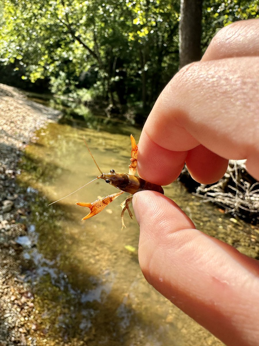 tonynft333ETH's tweet photo. Do seasonal drought and flow regime influence the colonization &amp; local extinction dynamics of Mammoth Spring crayfish populations?

Field work is officially over - data analysis, results, &amp; discussion to come! https://t.co/8uNMft3eHD