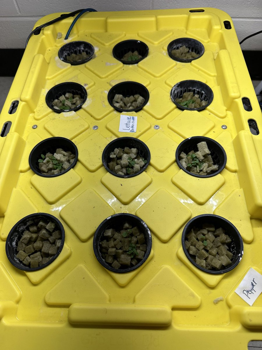 8bethhmorris's tweet photo. Last week we started our hydroponic kit. Today lettuce, peppers, and sunflower seeds have sprouted! 🌻🌶️🥬 We can’t wait to see what we can grow!! @NLESDCA @SucSeedCanada @menihekhigh https://t.co/8nAOiomGfA