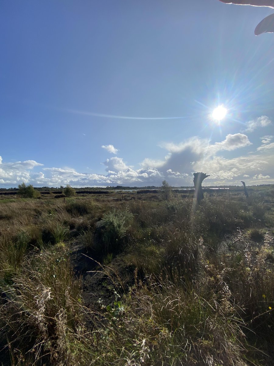 Pagodroma's tweet image. Best birthday week in Ireland - time home in Clare and Louth, finally visiting the Corlea Trackway, probing for ancient stonewalls in the Céide Fields (my first trip there in 20 years!), Belmullet for excellent rugby 🇮🇪 🇿🇦, Elly Bay, anemones in Louth and sea swims in Sligo❤️