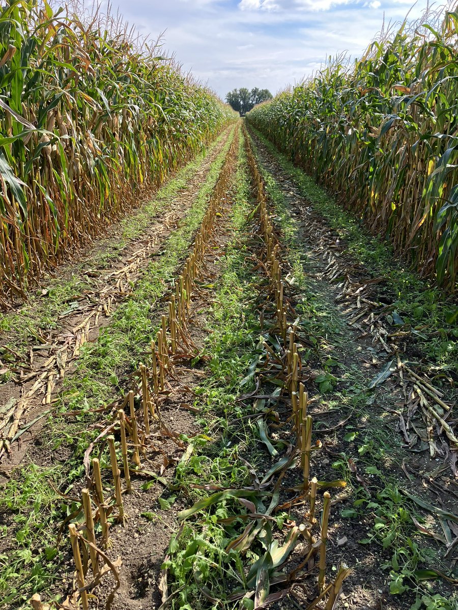 First look at the cover crop as silage season is a go. Turnip and ryegrass are small but given a month or two should provide great grazing potential after the balance of the field is harvested for grain. No effect on corn yield.