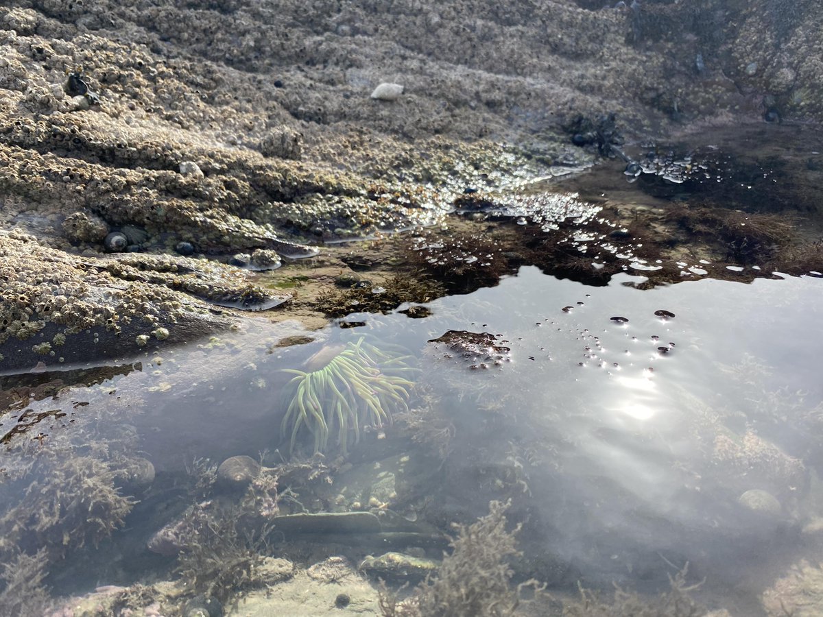 Pagodroma's tweet image. Best birthday week in Ireland - time home in Clare and Louth, finally visiting the Corlea Trackway, probing for ancient stonewalls in the Céide Fields (my first trip there in 20 years!), Belmullet for excellent rugby 🇮🇪 🇿🇦, Elly Bay, anemones in Louth and sea swims in Sligo❤️
