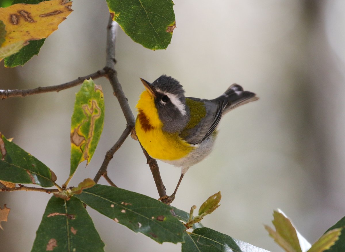 USFWS's tweet image. In southeastern Arizona, mountains rise up from the desert floor like islands in the sky. Those mountains provide habitat for wildlife, like this crescent-chested warbler, usually found from Mexico to Nicaragua. 

Photo: Tom Benson, CC BY-NC-ND 2.0 flic.kr/p/2iXnA3t