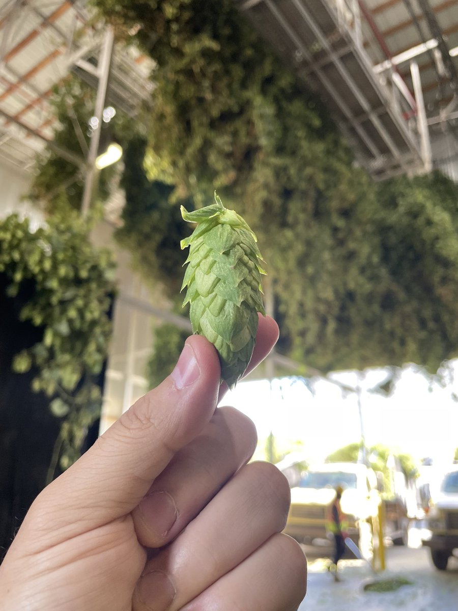 Billy’s Tavern Homebrewing tweet media