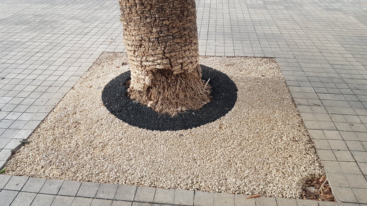 StopArboricidio's tweet photo. (2) Así sellaba los alcorques #GrisDoreste en Plaza de la Feria y, al parecer, nada ha cambiado con la llegada de #GrisMauri @MauricioRoq y @CarolinaDarias: ¿POR QUÉ NO SE OCUPA @jardinesLPGC DEL DISEÑO&MANTENIMIENTO DE PARQUES Y JARDINES?
#NiParquesNiJardines con @lpaurbanismo https://t.co/JYmUhCLfZX