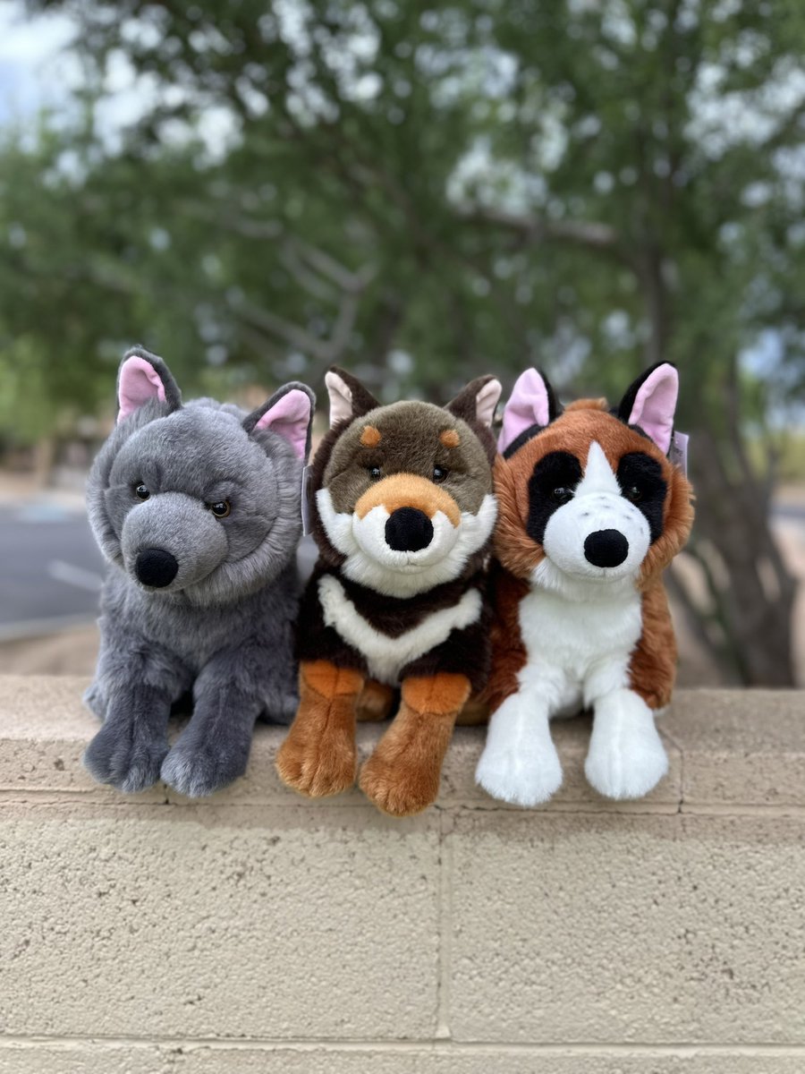 primeshibashop's tweet image. Today is the last day to get them on sale! 

They arrive tomorrow AM 🚚

Orders will be shipped starting Wednesday 9/27 📦

#primeshiba #dogplush