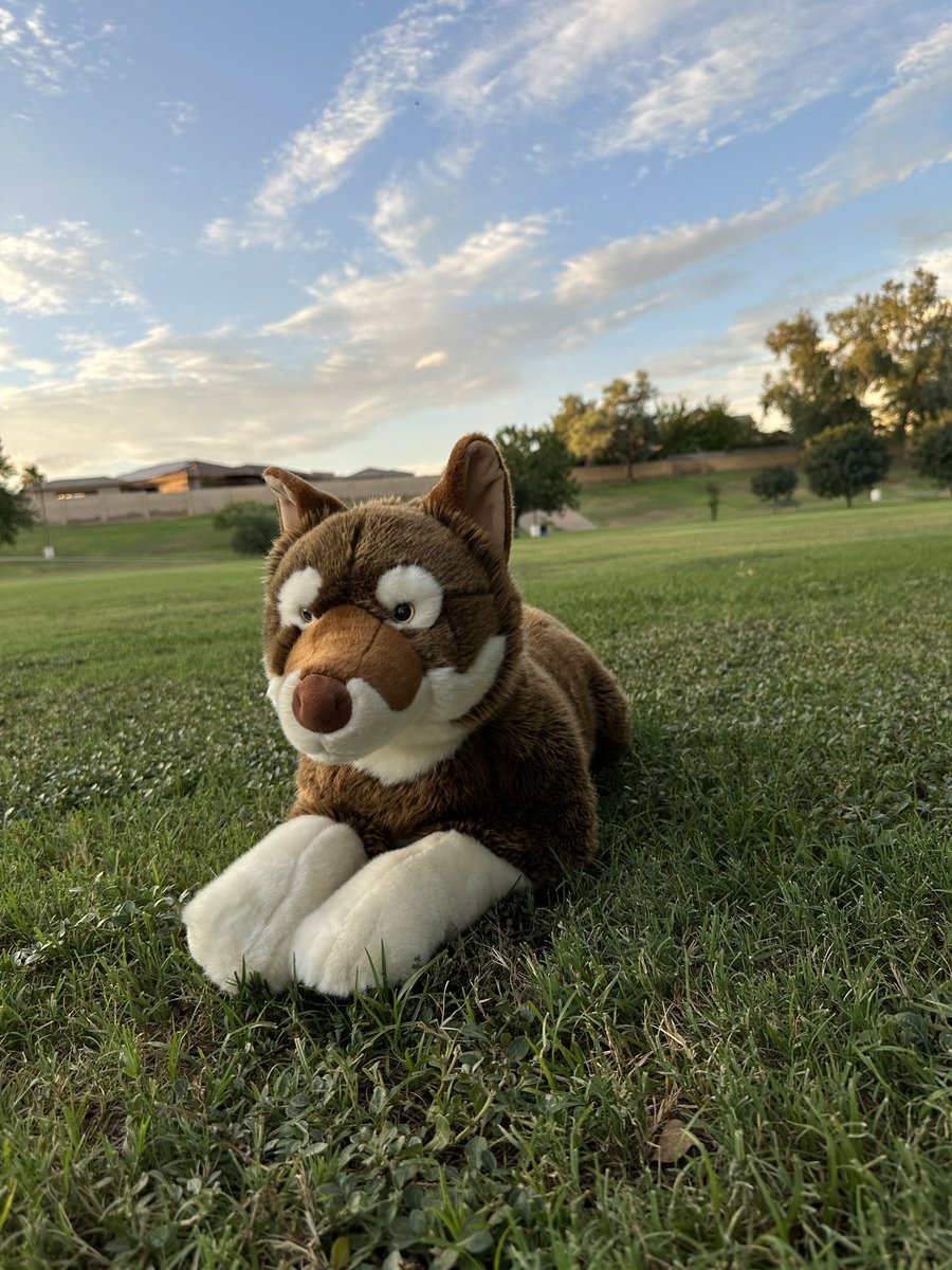 primeshibashop's tweet image. Today is the last day to get them on sale! 

They arrive tomorrow AM 🚚

Orders will be shipped starting Wednesday 9/27 📦

#primeshiba #dogplush