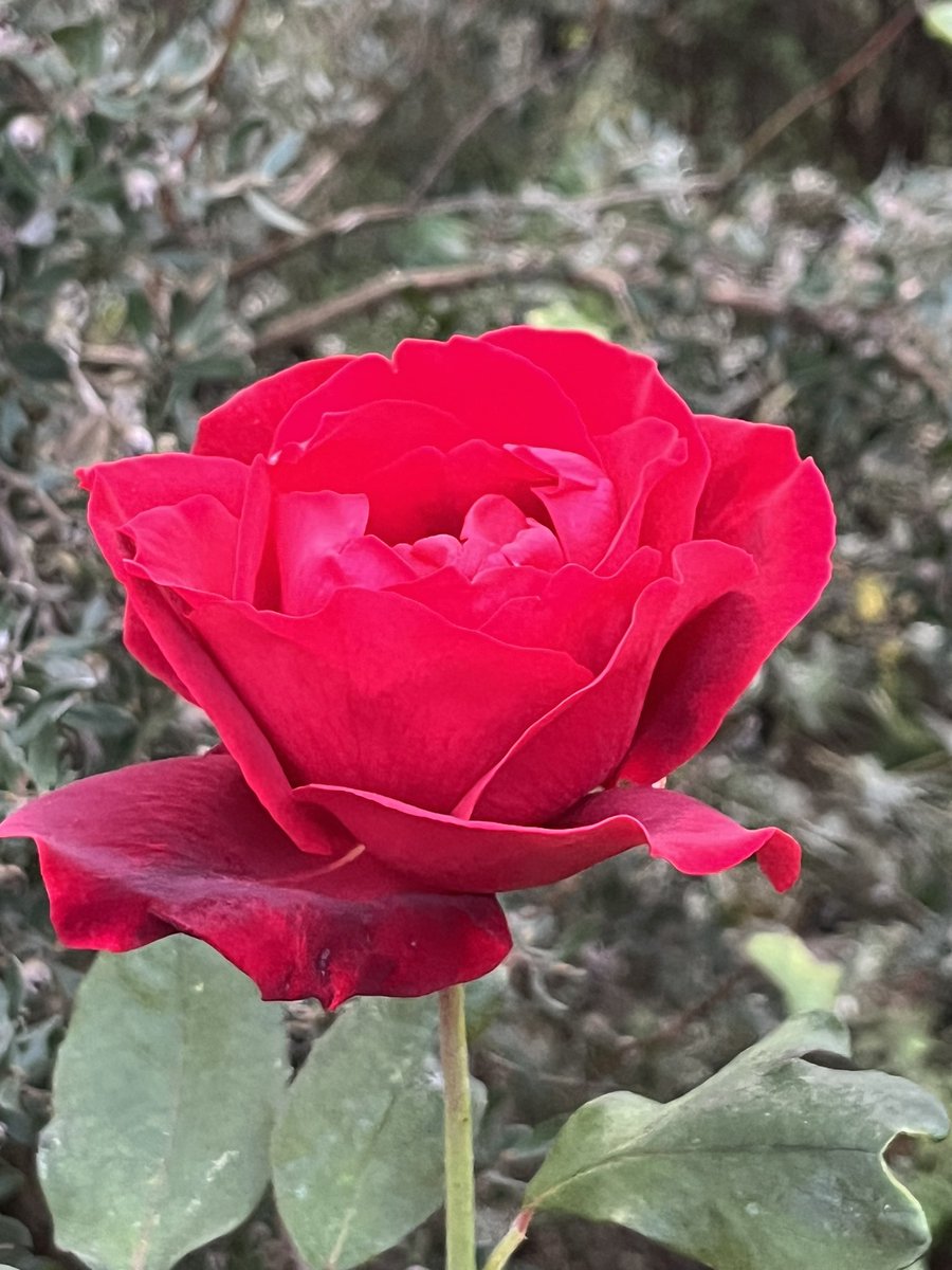 papaver's tweet photo. Today’s favourite rose - might be Ena Harkness (might not be) #redrose #myroses #mygarden #GardeningTwitter #gardeningX #soredtherose https://t.co/reFzHhHw7p
