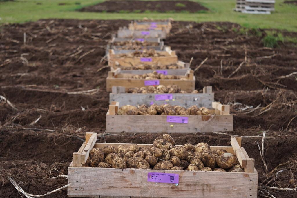 Degze's tweet photo. @JamesHuttonLtd @JamesHuttonInst
Potatoes in Practice harvested today.
Cracking sky https://t.co/hBRYKLhixb
