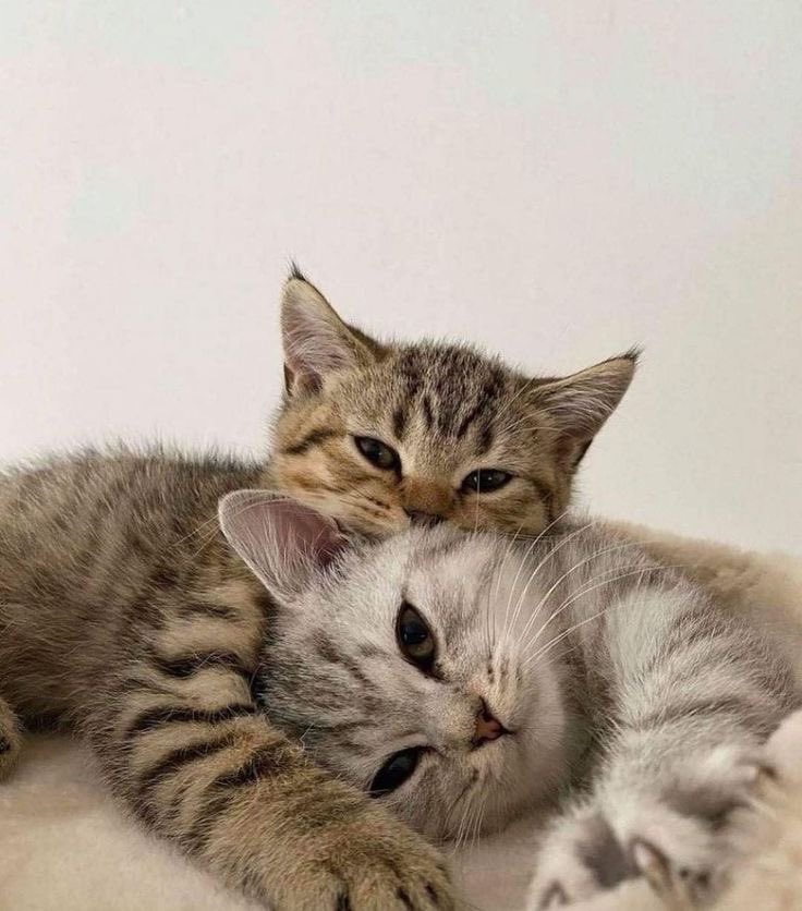 WE LOVE CATS tweet media