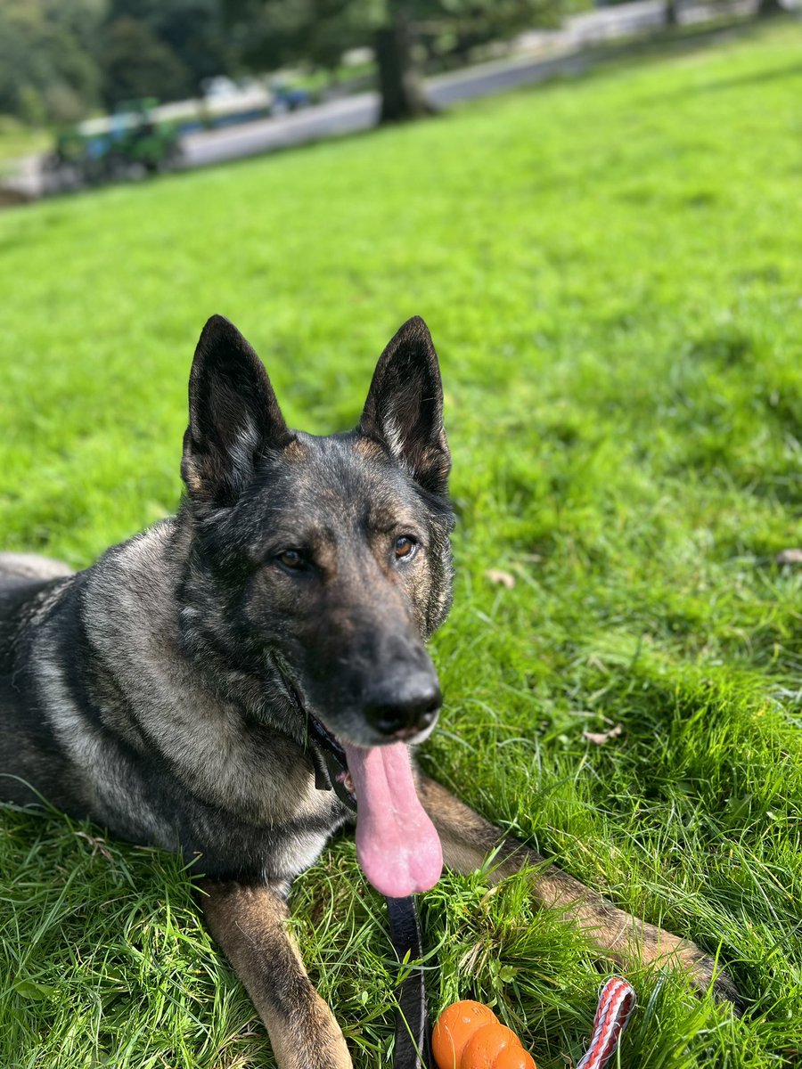 amydeemo's tweet photo. After giving me a scare 2 wks ago, RPD Duke enjoyed a road trip today to Chatsworth House to see his good friend @byGerrySlade.
There was some posing & #TreeClub moments and he even behaved himself enough to visit the coffee shop without mortifying the lead holder! πΆπ #RPDDuke https://t.co/VMbKFCIJLW