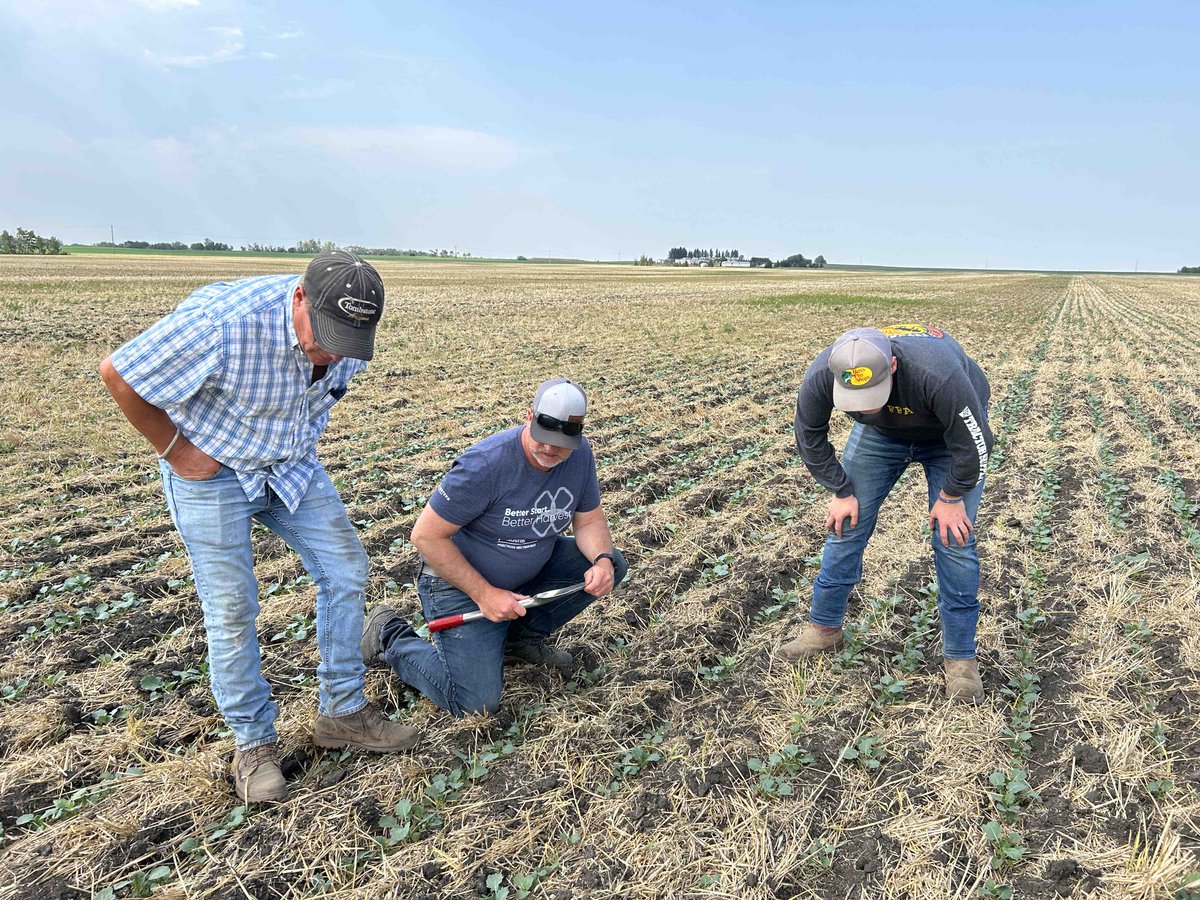 SeedMasterMfg's tweet photo. From planting canola on May 12 to harvest on September 23rd. Yields averaging 57-60 bpa on our 160 Acres of Gold contest winning farm! That’s the SeedMaster UltraSR way. #CanolaMaster #TeamEffort https://t.co/1DTZOgLO6C