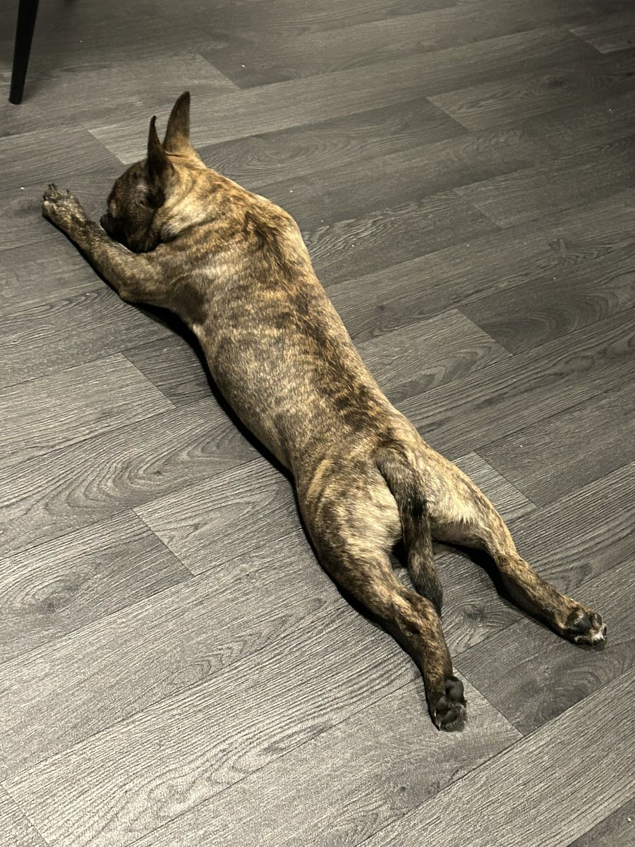 This pup is fucking nuts 🤣 knackered himself out chasing me around trying to hump my dressing gown the dirty lil fucker 🤣😂🤣