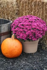 If you feel so inclined, please bring a purple mum plant to school anytime this week to line the exterior of our school building. Be sure to wear your purple on Wednesday, 9/27 in memory of sweet Charlotte.  Please spread the word and help turn the town purple! 💜💜💜