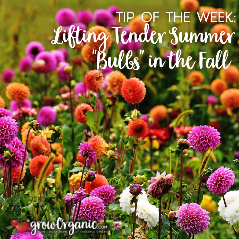 GrowOrganicCom's tweet photo. Winter is coming, and it's time to think about your tender summer "bulbs"! 🌸 If you live in an area with harsh winters, plants like dahlias, gladiolus, and canna may need special care.
🔗 Read Our Full Article on Lifting Tender "Bulbs"
https://t.co/VG4FxM0lUP https://t.co/pULeNxwGrC