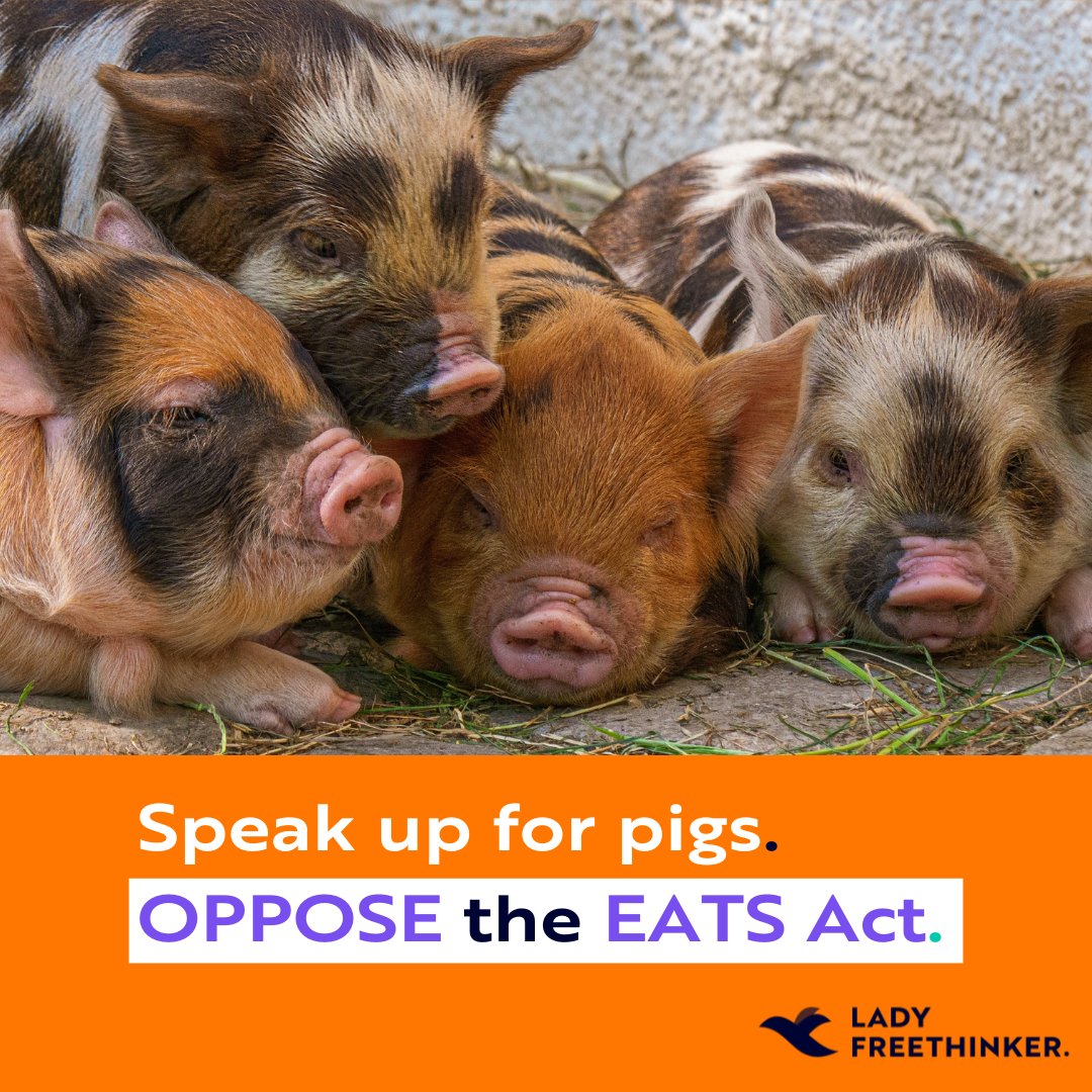#Pigs wag their tails when they’re excited. Like #dogs, pigs are loving and intelligent.

The #EATSact would effectively undo #animalwelfare regulations like those in #CA banning #gestationcrates for #motherpigs.

Urge Congress to #OPPOSEtheEATSact ➡️ ladyfreethinker.org/sign-stop-disa…