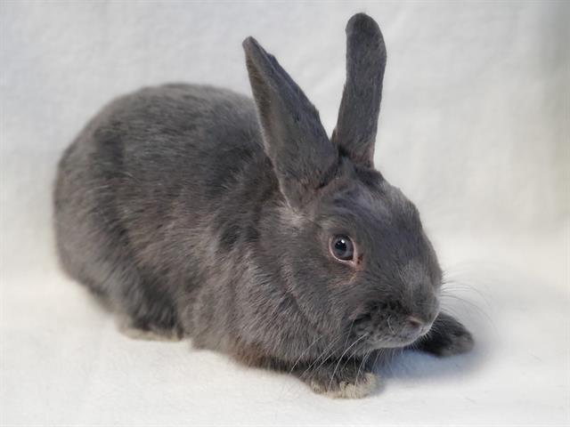 Did you know we have smaller pets like bunnies available to adopt at our centers?

Bobby (#A2061039), a total cutie, is one of those bunnies! He's available to adopt from our West LA Center.

Visit laanimalservices.com/all-about-rabb… to learn about rabbit adoption.
