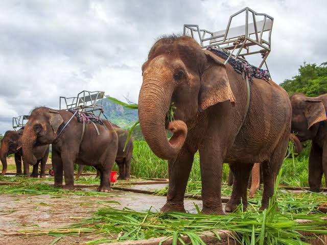 AyshahAwan's tweet photo. Remember that animals are born to live their own lives, not to serve you! Do not use them; do not exploit them. Let them live their own lives.
Mehmet Murat Ildan
#EndElephantSlavery
#SaveTheElephants
#BeKindToElephants
#CompassionForAnimals
 #animalsincaptivity
#zooanimals https://t.co/B42RZBqbOk