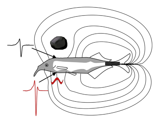 AnimBehSociety's tweet photo. Weakly electric fish use self-generated motion to discriminate object shape

Article in #AnimalBehavior by @sarah_zoologist; Gerhard von der Emde &amp; @Burt15Theresa:  

https://t.co/kKjwenIaaB

#Fishes #ElectricFish #Electrolocation #ObjectRecognition https://t.co/55V4UUSdQ3