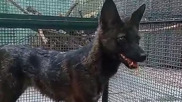 CRYPTIDSUK's tweet photo. News this week of the discovery of the world's first dog-fox hybrid in Brazil
The discovery began in 2021 when an animal rescue team was dispatched to rescue an animal that had been hit by a car
After tests etc the details have only just been released
#DogFoxHybrid #DogFox 🐕���🦺🦊 https://t.co/1Vlov05FjQ