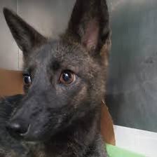 CRYPTIDSUK's tweet photo. News this week of the discovery of the world's first dog-fox hybrid in Brazil
The discovery began in 2021 when an animal rescue team was dispatched to rescue an animal that had been hit by a car
After tests etc the details have only just been released
#DogFoxHybrid #DogFox 🐕���🦺🦊 https://t.co/1Vlov05FjQ