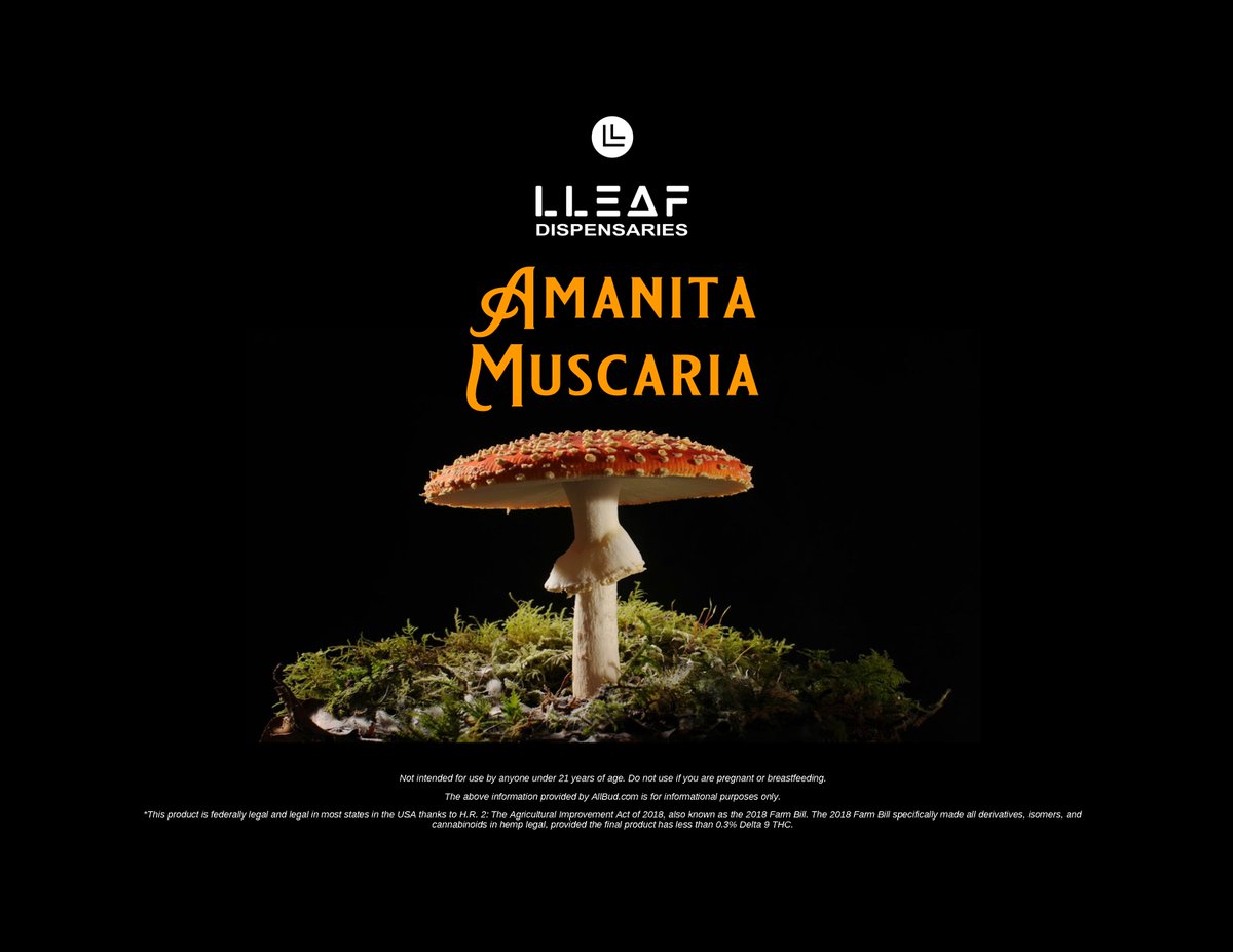 LLEAF5 tweet picture